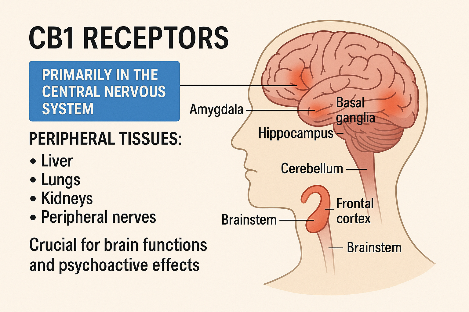 CB1 Receptors