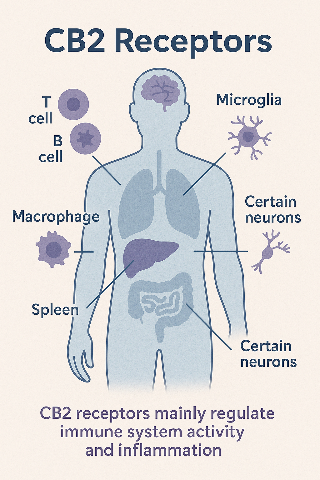CB2 Receptors