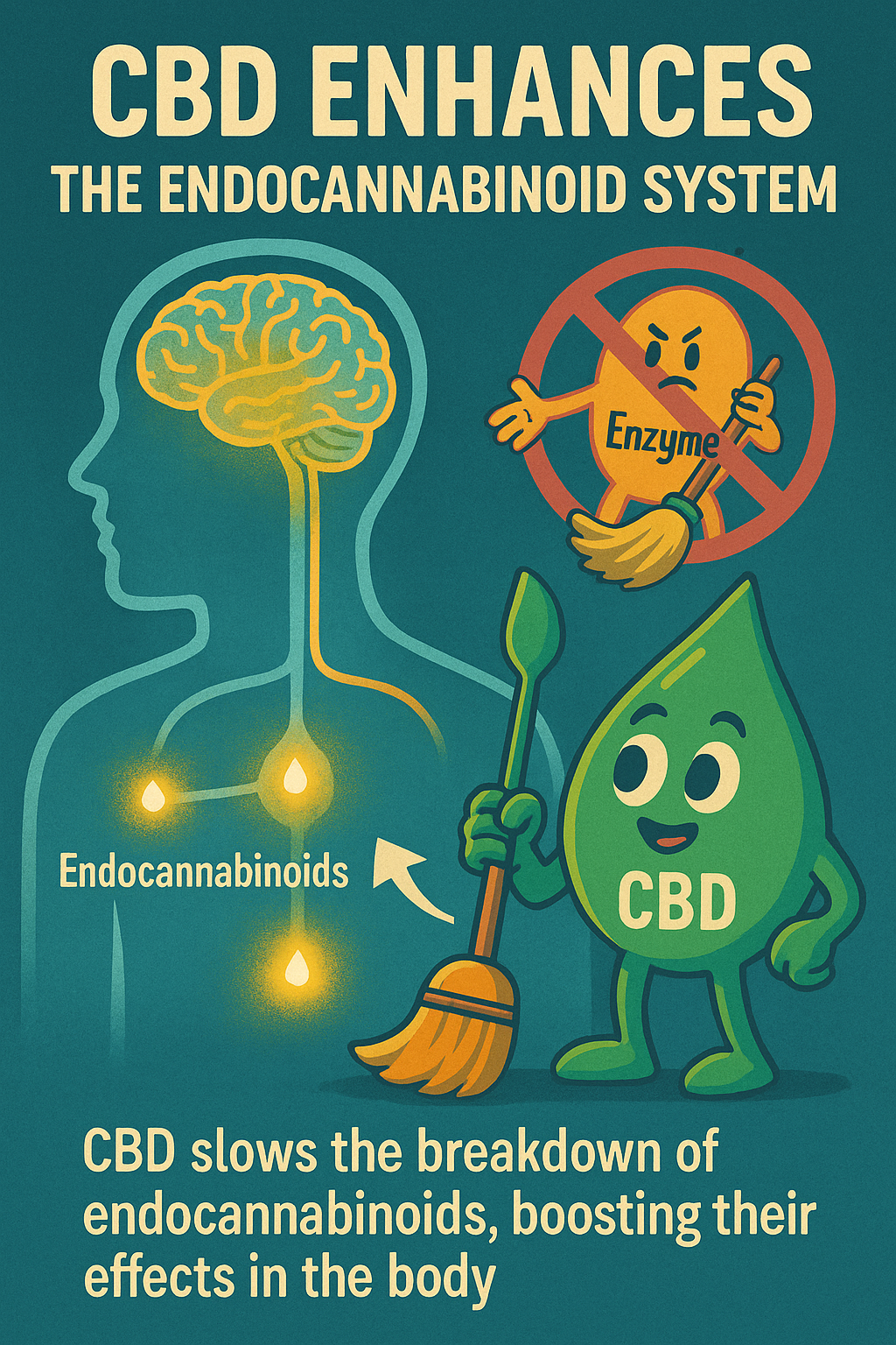 CBD Enhancing ECS