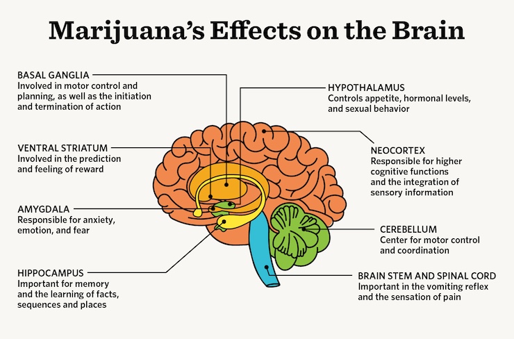 Cannabis Effects on Brain
