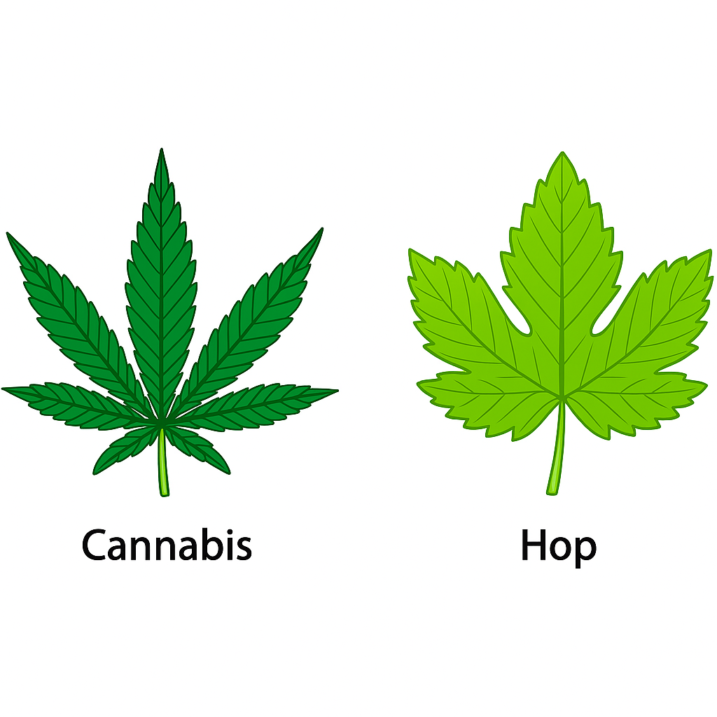Cannabis and Hops Plant Evolution