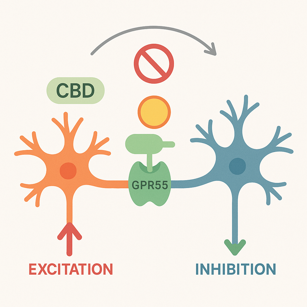 CBD seizure mechanism diagram