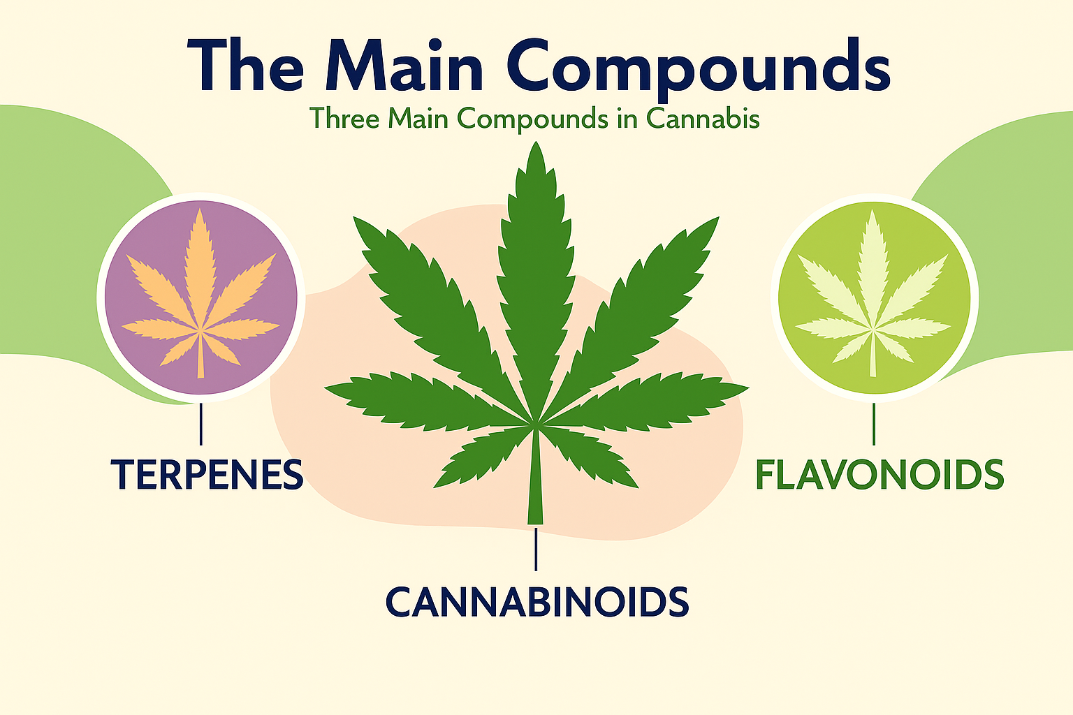 Main Cannabis Compounds