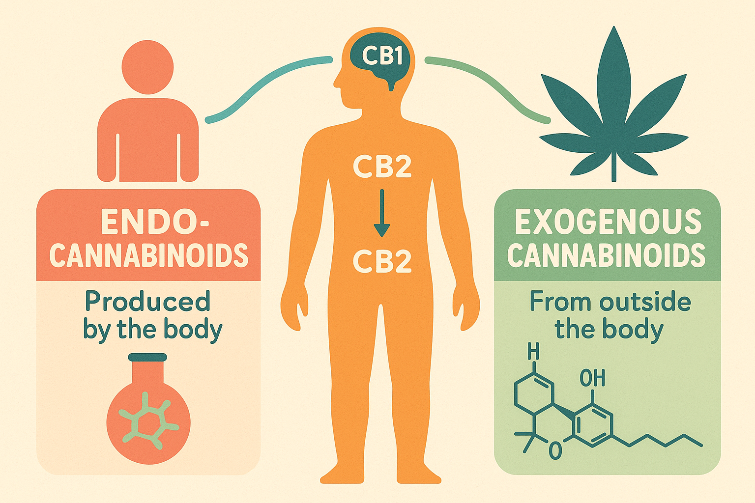 Endogenous vs Exogenous Cannabinoids