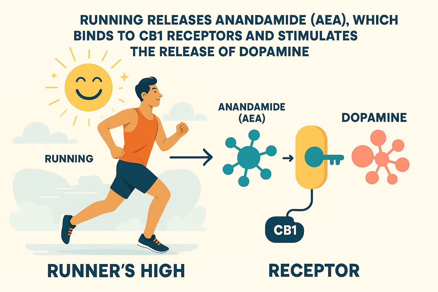 Runner's High and Anandamide